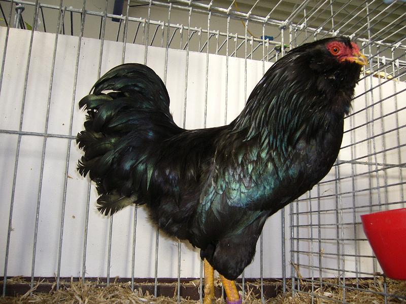 Delbrueck 2008 003.jpg - Zwerg Orloff Schwarz von Jana Kiersch Preis SG 94 JB